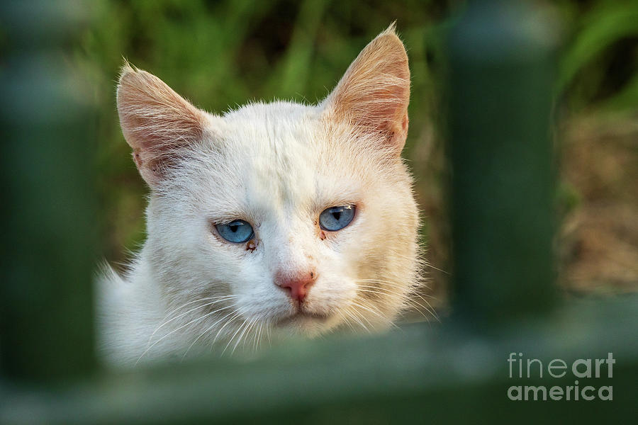 White Cat Head Shot Blue Eyes O Seixo Mugardos Galicia Photograph by Pablo Avanzini