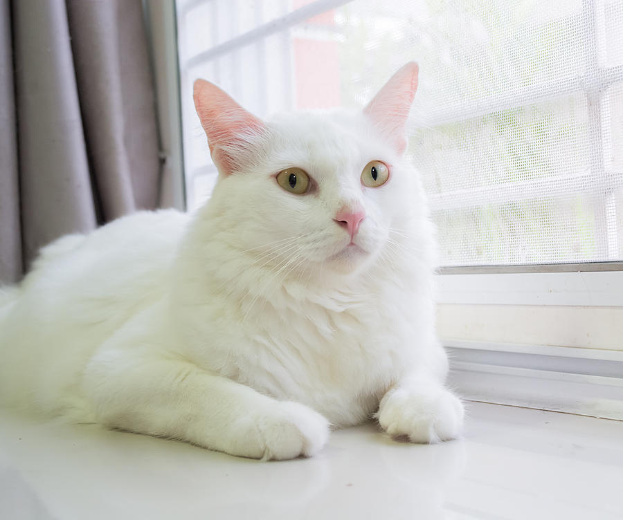 White cat is sitting on the ground and looking forward Photograph by Topphotoengineer