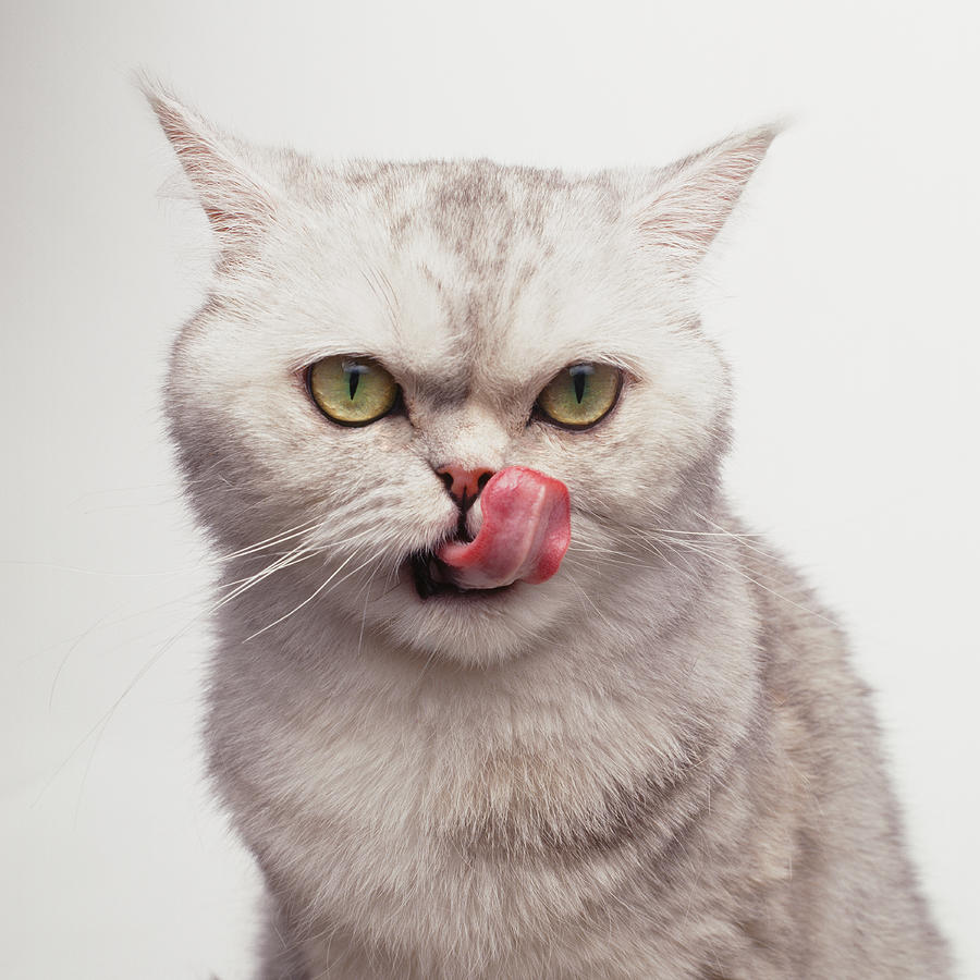 White Cat Licking Photograph by GK Hart/Vikki Hart