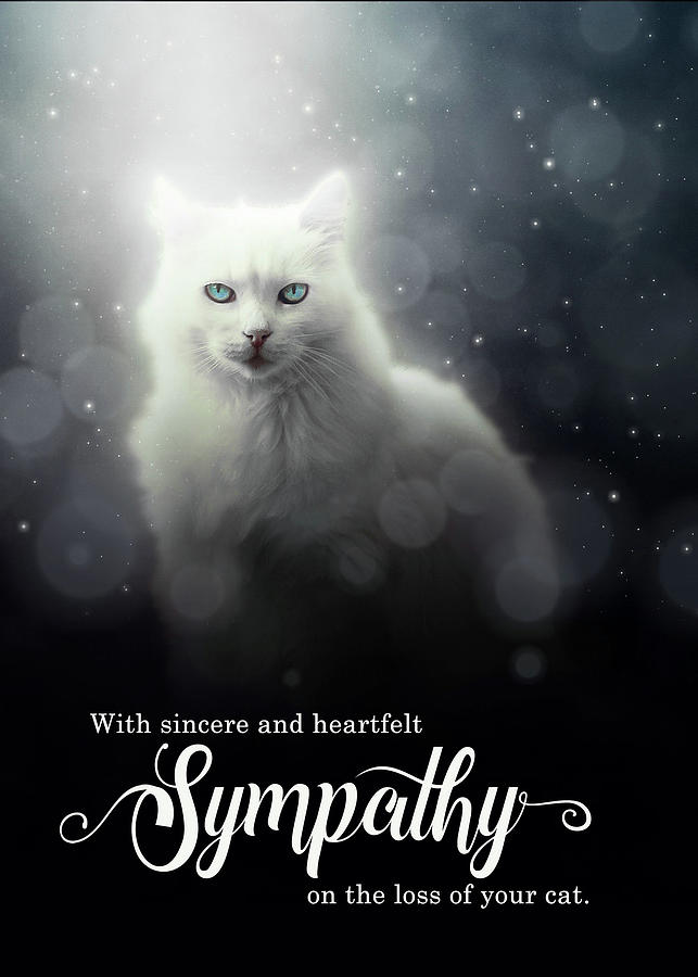 White Cat Pet Sympathy Digital Art by Doreen Erhardt