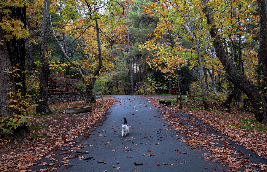 White Cat walking in autumn landscape with maple trees and yellow falling leaves. Photograph by Michalakis Ppalis