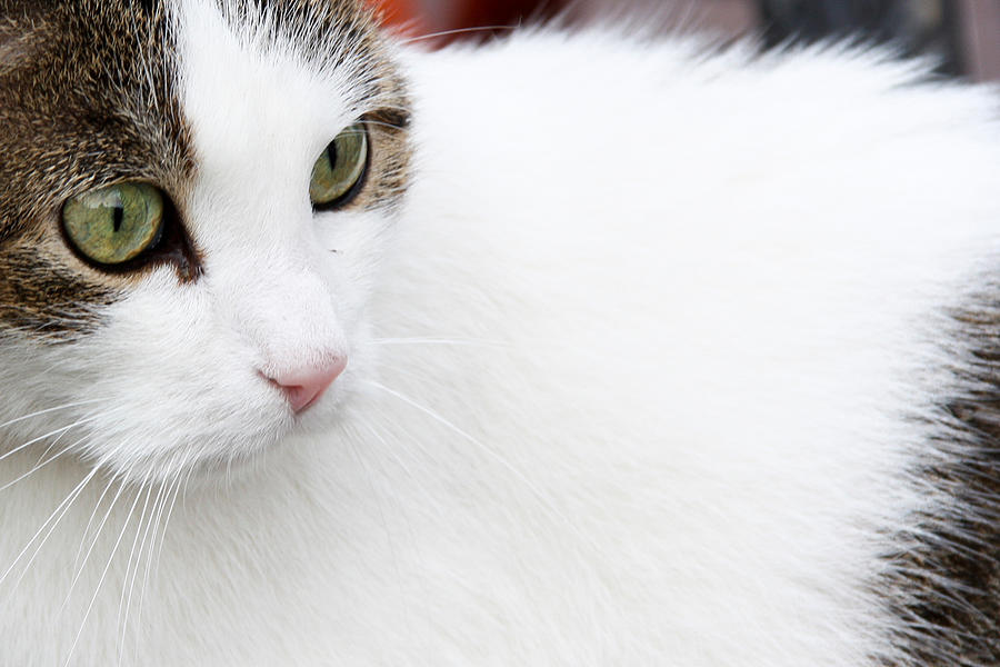 White cat with green eyes Photograph by David Oliete