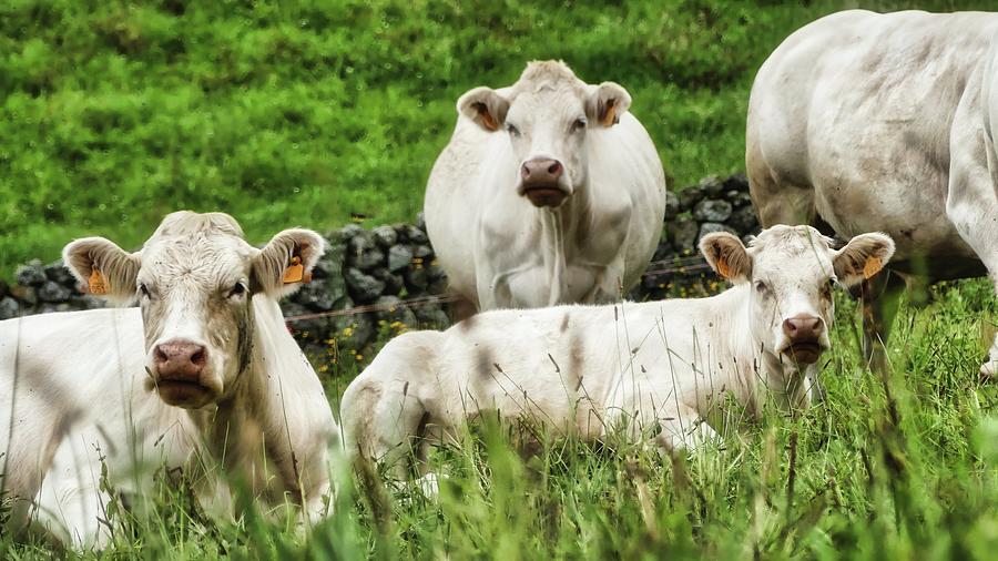 White Cattle in Azores Green Pastures Photograph by Marco Sales