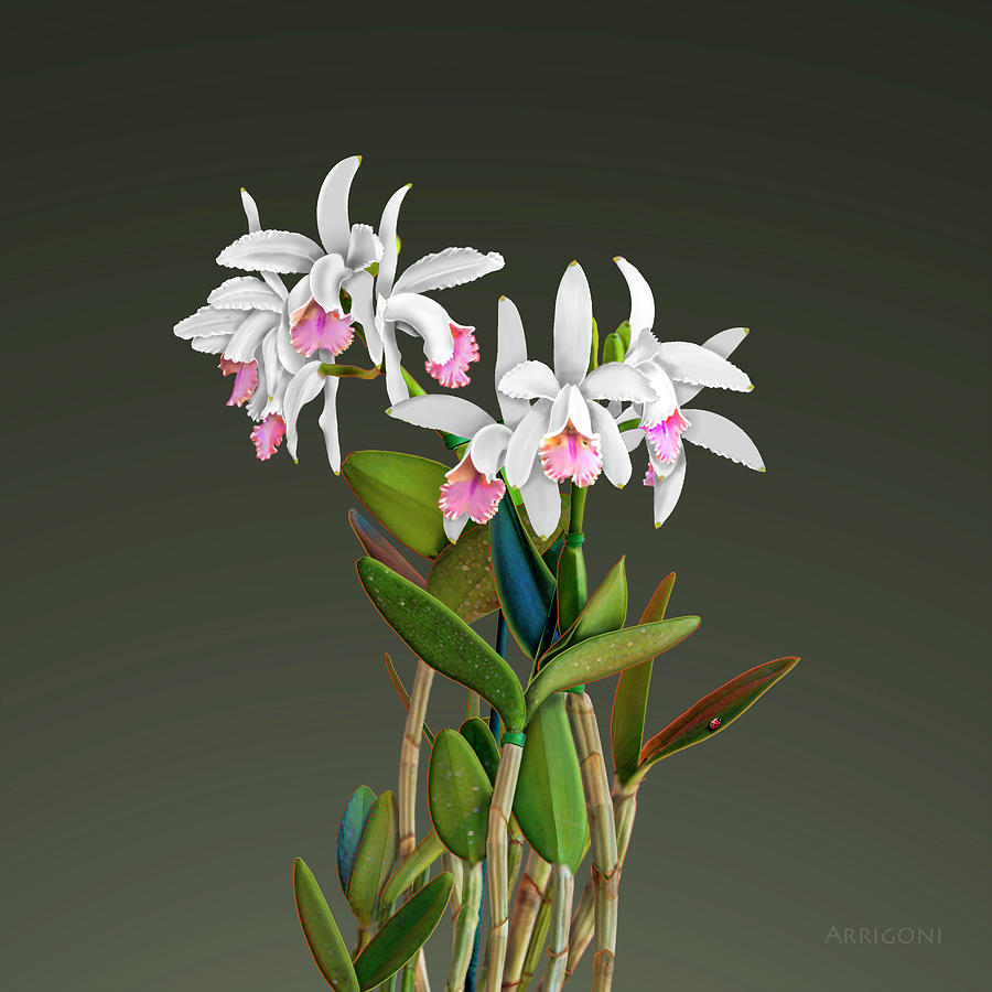 White Cattleya Orchids Painting by David Arrigoni