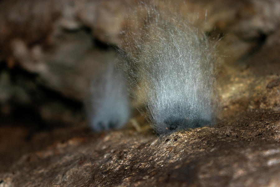 White Cave Mold Trolls Photograph by Nathan Lofland | Fine Art America