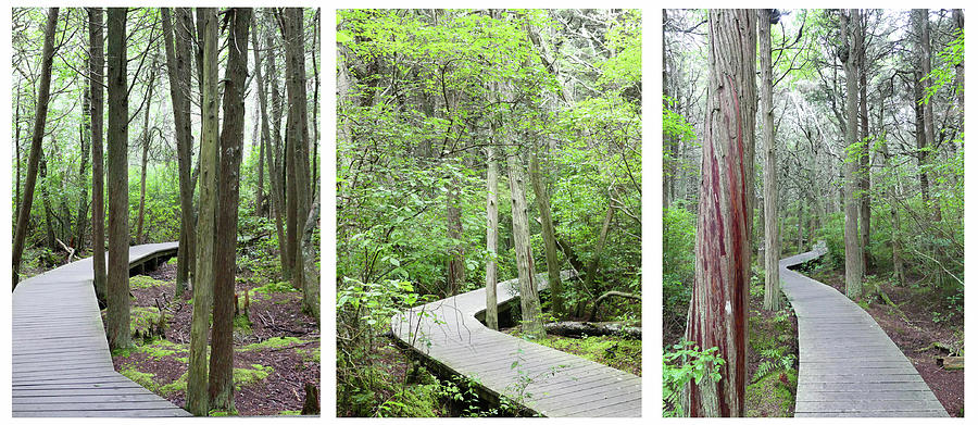 White Cedar Swamp Boardwalk Triptych Photograph by Sharon Williams Eng