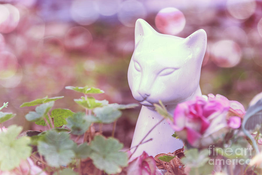 White ceramic cat Photograph by Delphimages Photo Creations