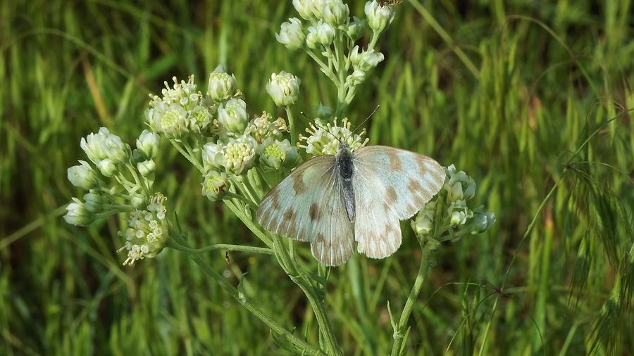 White Checkered Butterfly on White Wildflowers  Photograph by Shelli Fitzpatrick