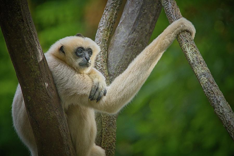 Ape Photograph - White-cheeked Gibbon by Jim Hughes