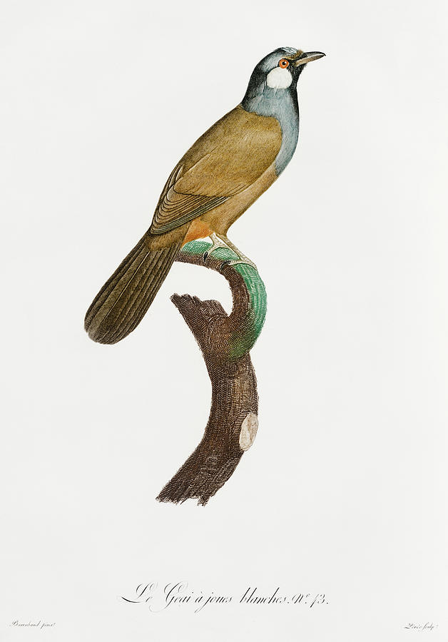 Jacques Barraband Digital Art - White Cheeked Jay - Vintage Bird Illustration - Birds Of Paradise - Jacques Barraband - Ornithology by Studio Grafiikka