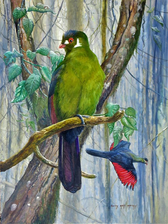 White-cheeked Turaco Painting by Barry Kent MacKay
