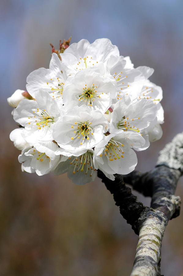 White cherry blossom flowers Dorset England Photograph by Loren Dowding