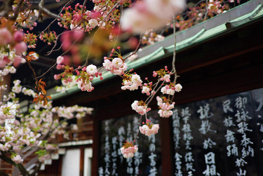 White Cherry Blossom Hanging From A Tree Over An Asian-style Roof In Watercolor Photograph