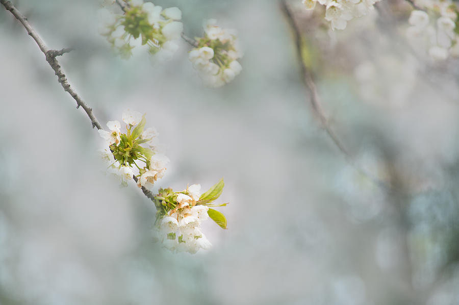 White Cherry Blossom Photograph by Joan Han