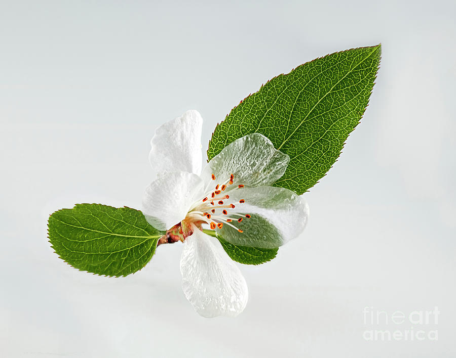 White Cherry Blossom Pyrography by Joseph Miko