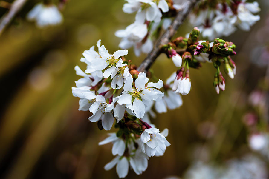 White Cherry Blossoms Photograph by Aashish Vaidya