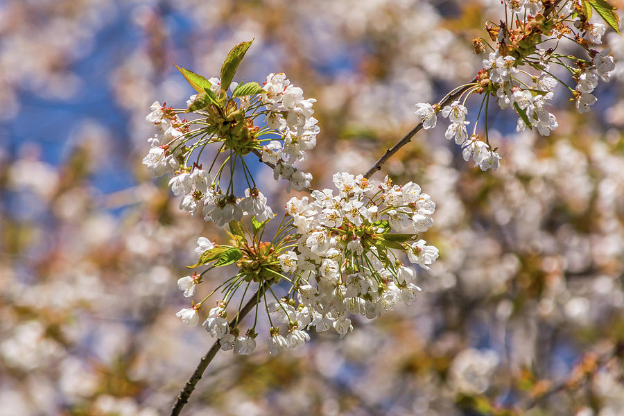 White Cherry Blossoms Photograph