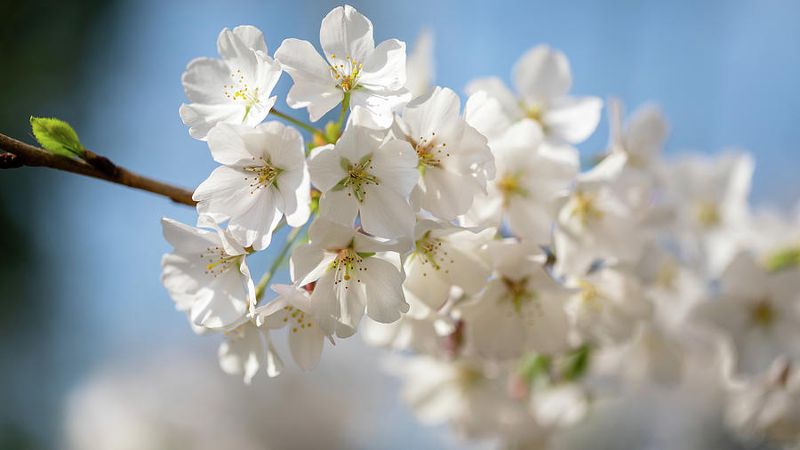 White Cherry Blossoms  Photograph by Rachel Morrison