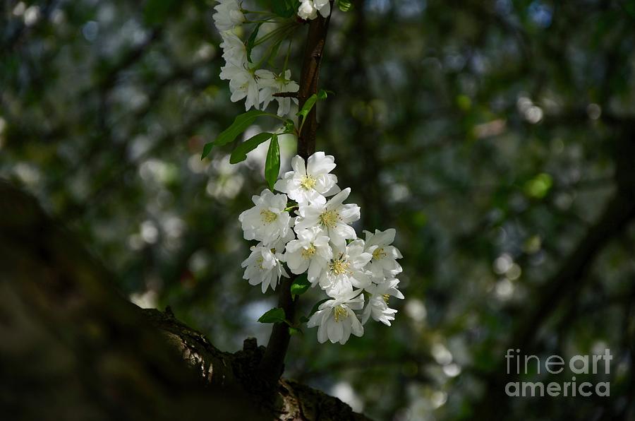 White Cherry Blossoms Photograph by Robert Meanor