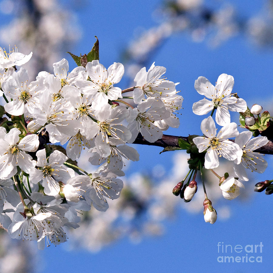 White Cherry Blossoms Photograph by Silva Wischeropp