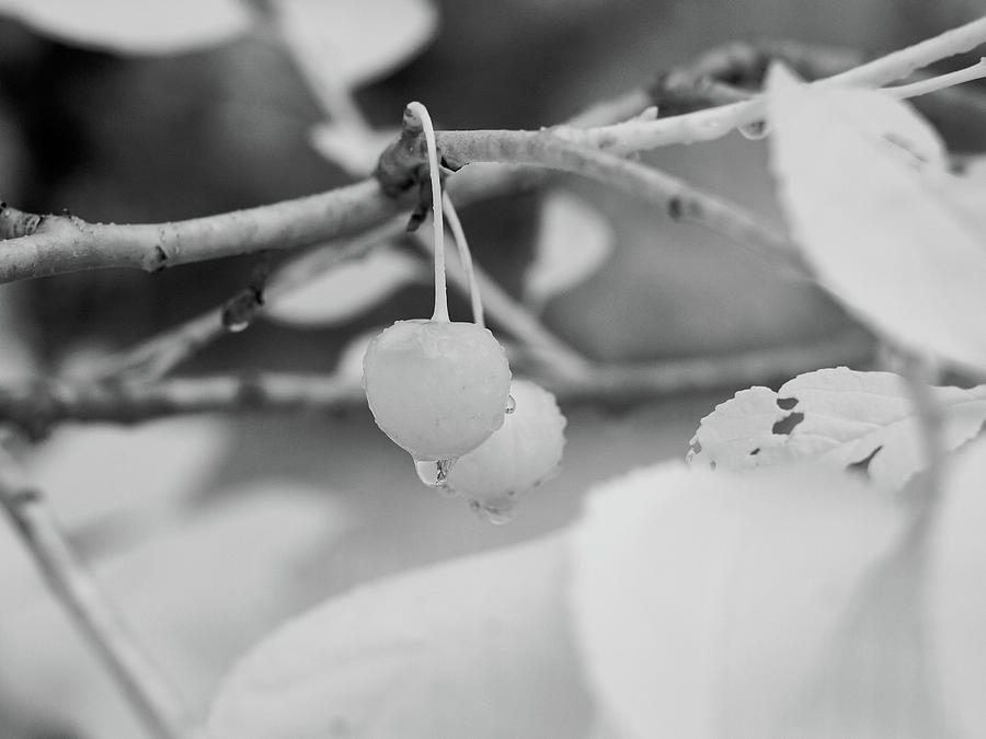 White cherry ir Photograph by Jouko Lehto