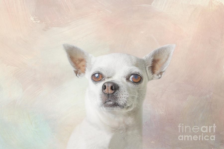 Dog Mixed Media - White Chihuahua 01 by Elisabeth Lucas