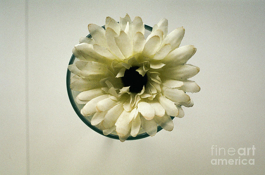 Flowers Still Life Photograph - White China Aster in Glass 2 by Dean Harte