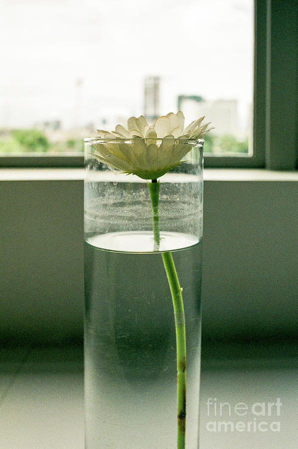 White China Aster in Glass Photograph by Dean Harte
