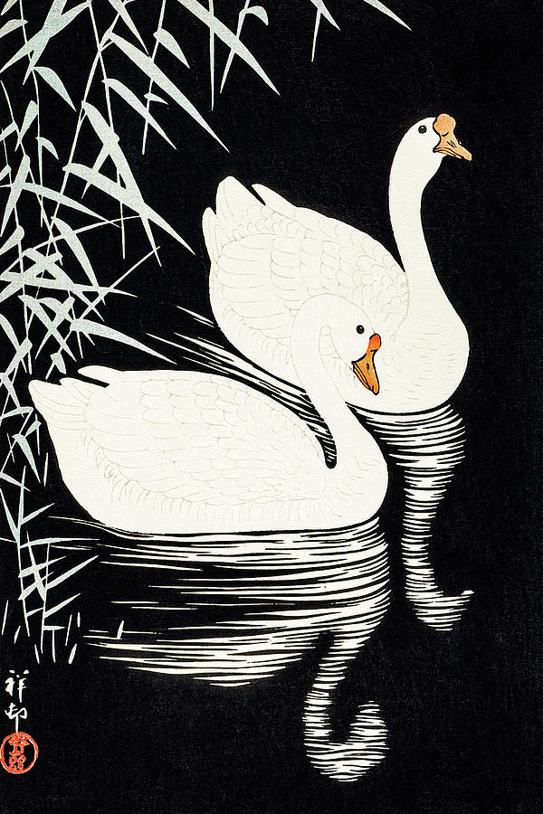 Ohara Koson Painting - White Chinese Geese Swimming by Reeds by Ohara Koson