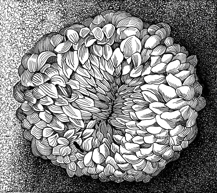 Black And White Drawing - White Chrysanthemum Bud by Nives Palmic