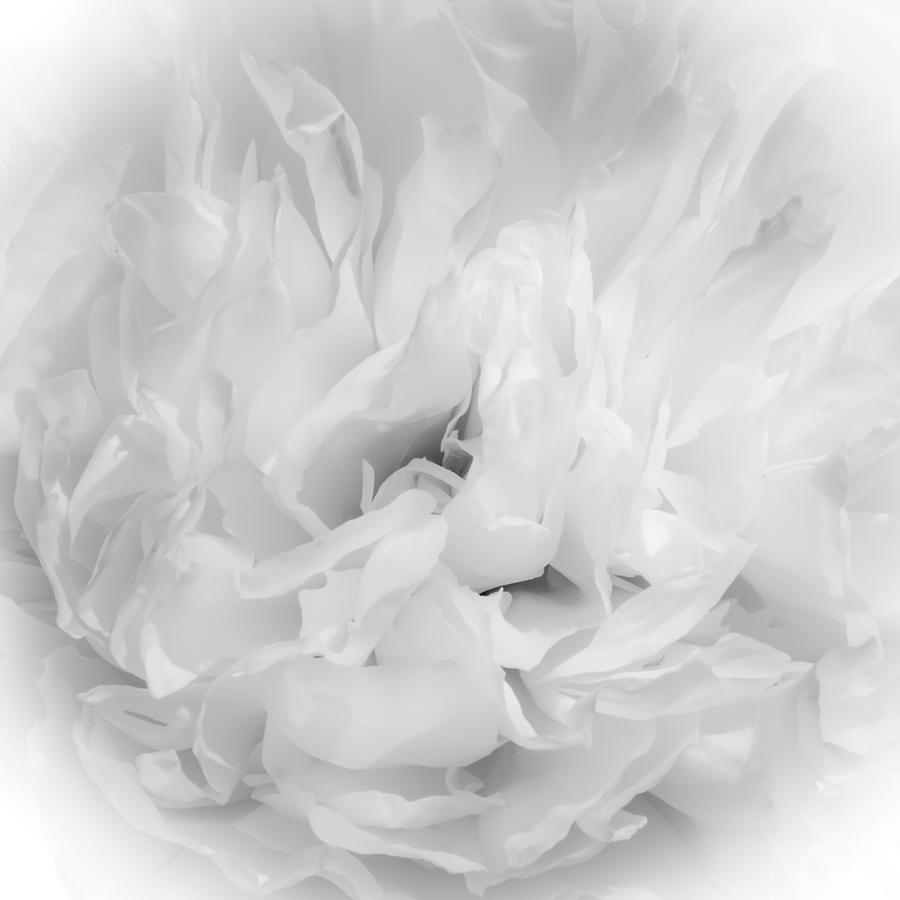 White Chrysanthemum Photograph by David Patterson