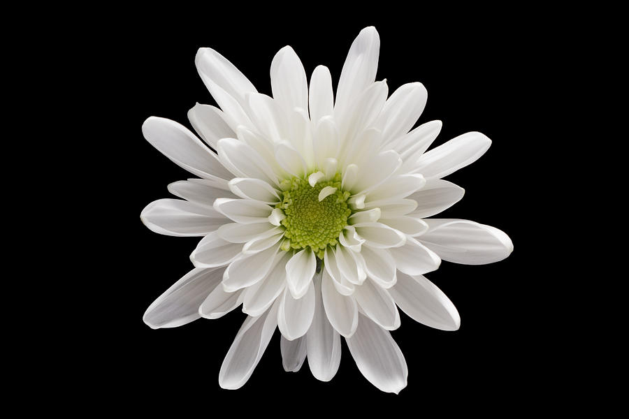 White Chrysanthemum Flower on Black Background Photograph by MirageC