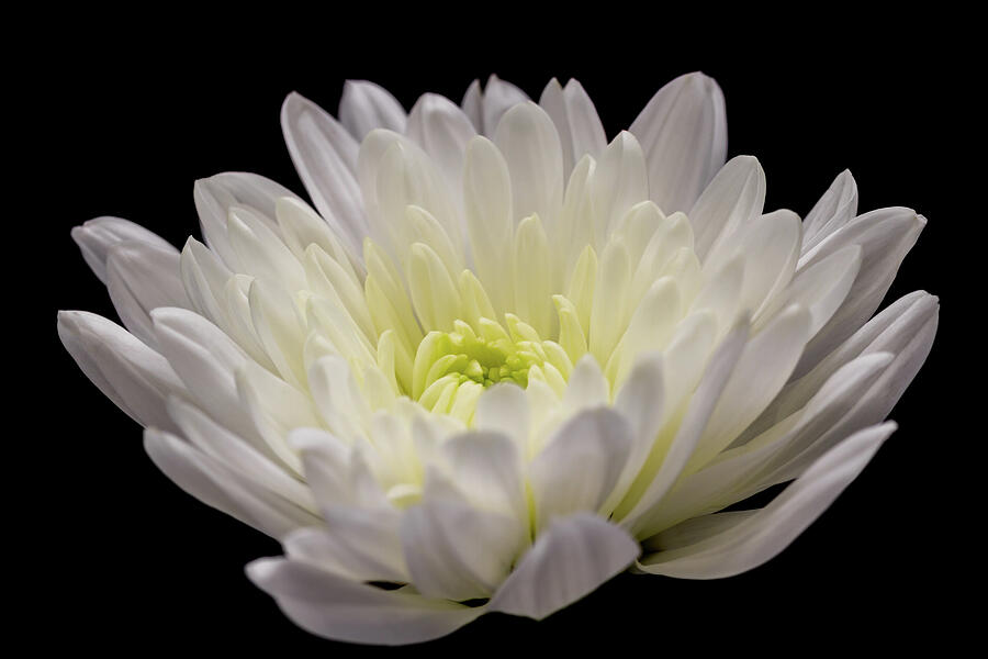 White Chrysanthemum Photograph by Tanya C Smith