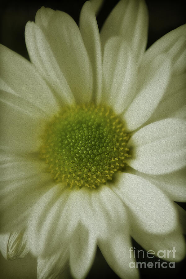 White Chrysanthemum Photograph by Yvonne Johnstone