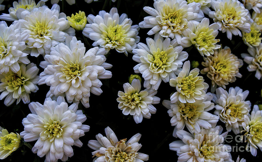 White Chrysanthemums Photograph - White Chrysanthemums by Felix Lai White Chrysanthemums Photograph - White Chrysanthemums by Felix Lai