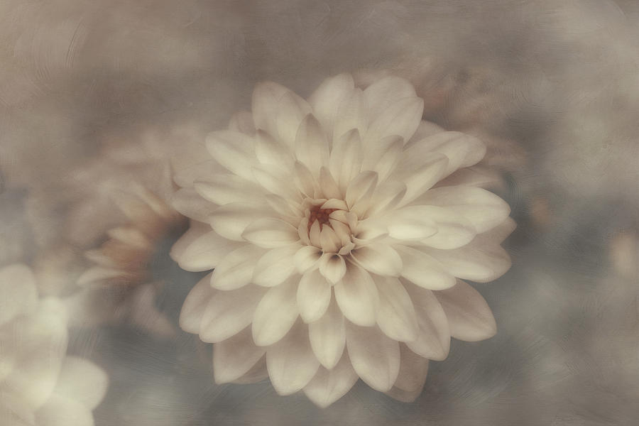 White Chrysanthemums Photograph by Maria Angelica Maira