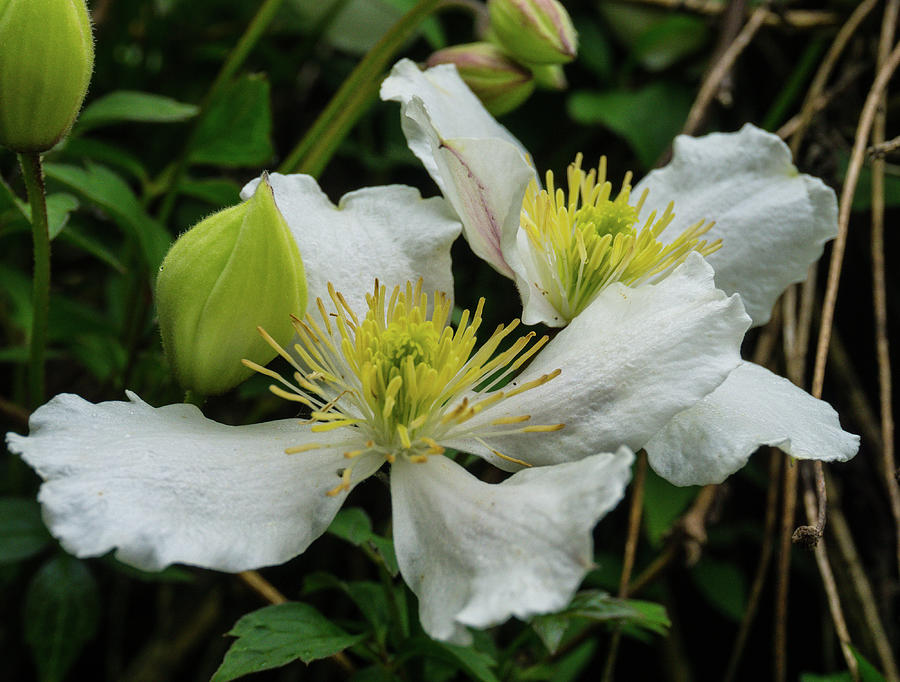 White Clematis 1 Photograph by Peggy McCormick