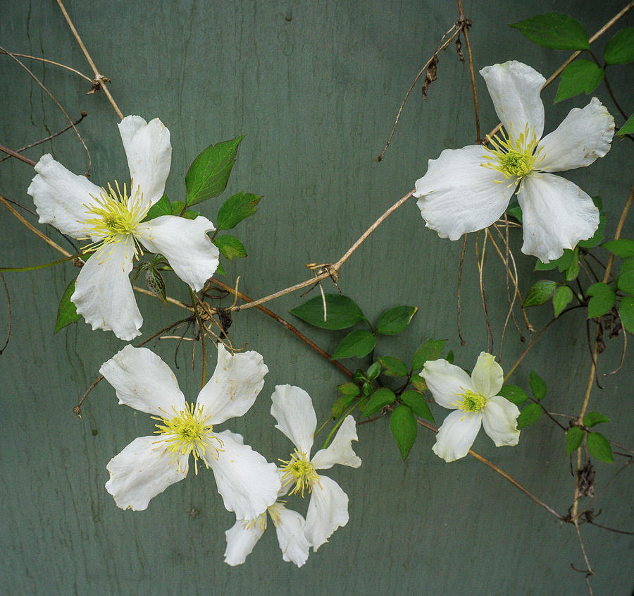 White Clematis 3 Photograph by Peggy McCormick