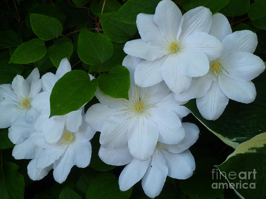 White Clematis Bouquet Photograph by Lingfai Leung