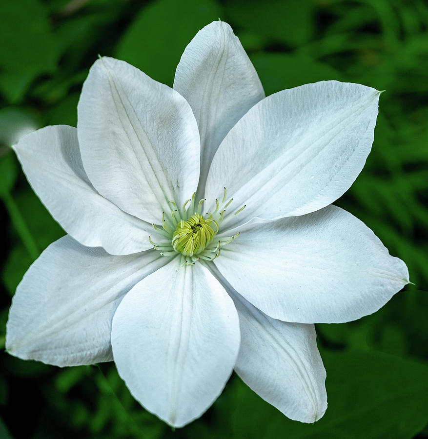 White Clematis Flower Photograph by Len Johnson - Fine Art America