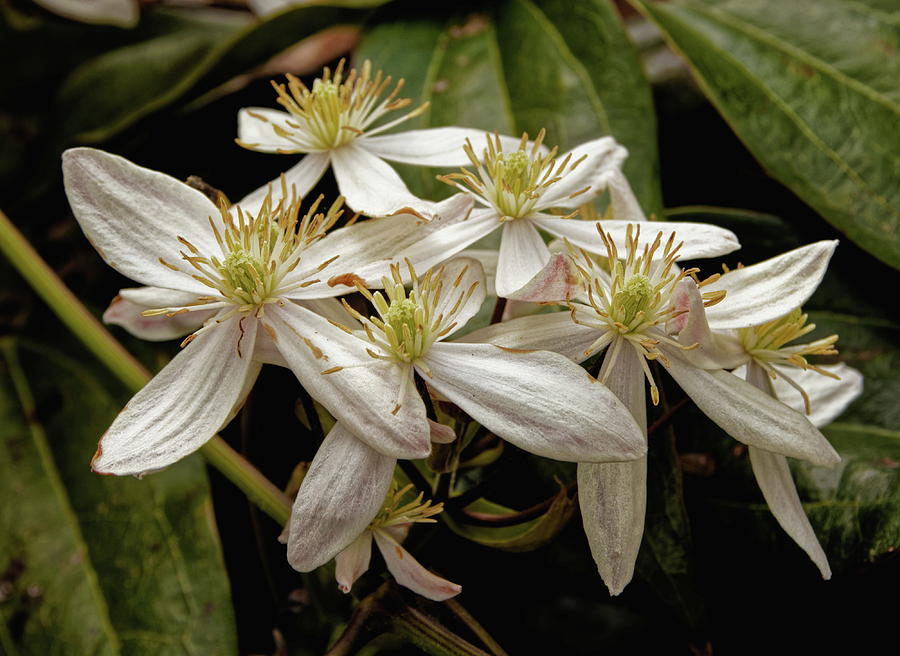 White Clematis Flowers Photograph