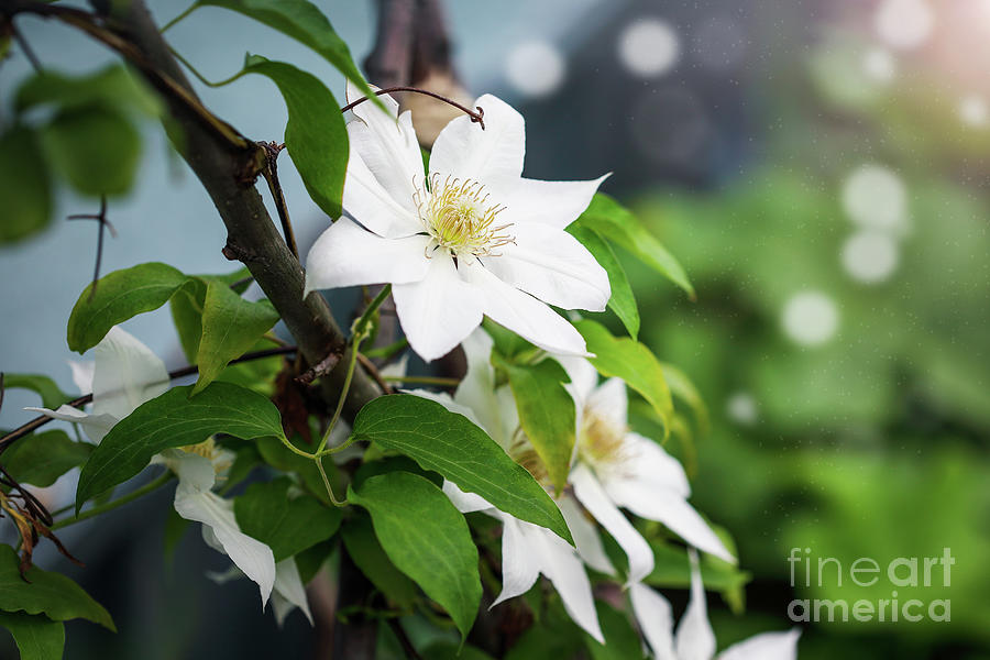 White Clematis Hyde Hall flowering among foliage  Photograph by Stephanie Frey