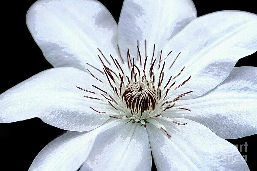 White Clematis Photograph by Tracey Lee Cassin