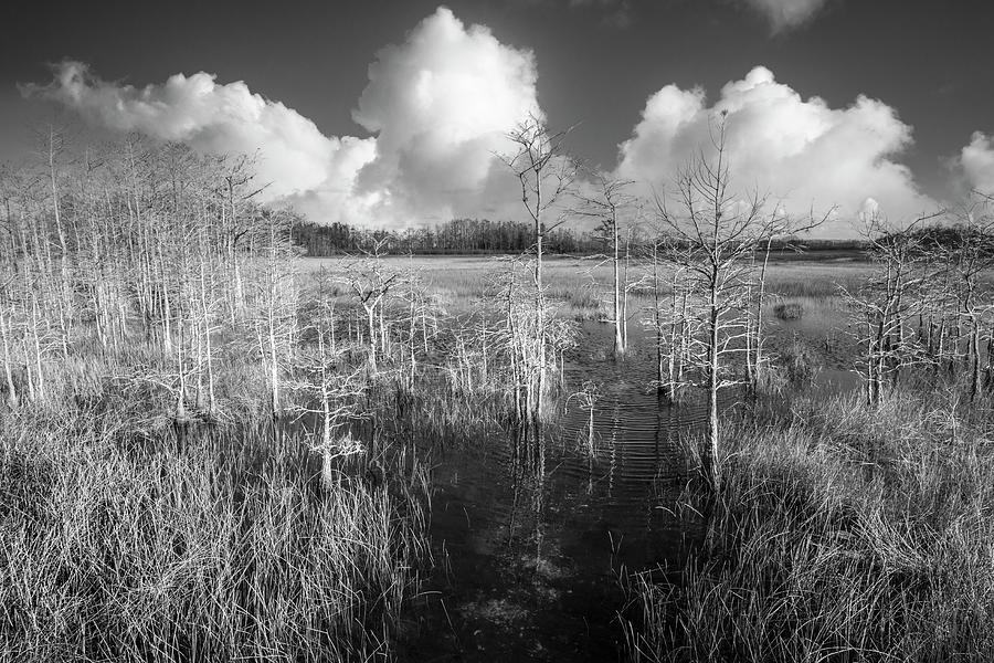 Fall Photograph - White Clouds over the Marsh Black and White by Debra and Dave Vanderlaan