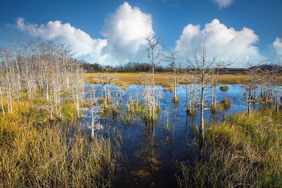 Fall Photograph - White Clouds over the Marshes by Debra and Dave Vanderlaan