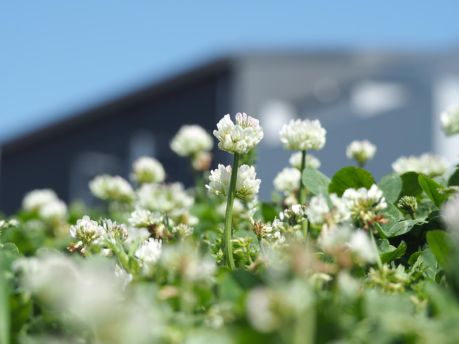 White clover Photograph by Junichi Yamada