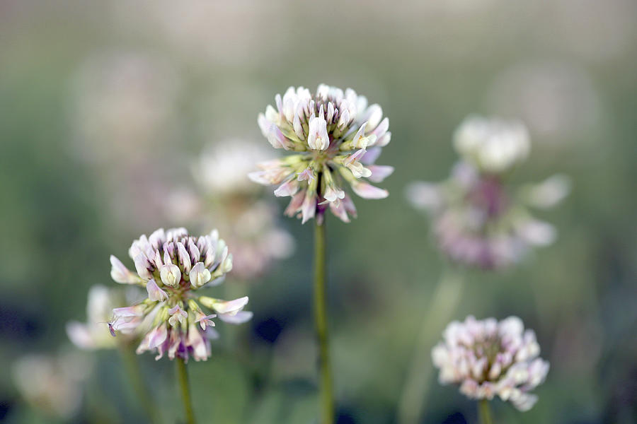 White Clovers Photograph by Stamp City - Fine Art America