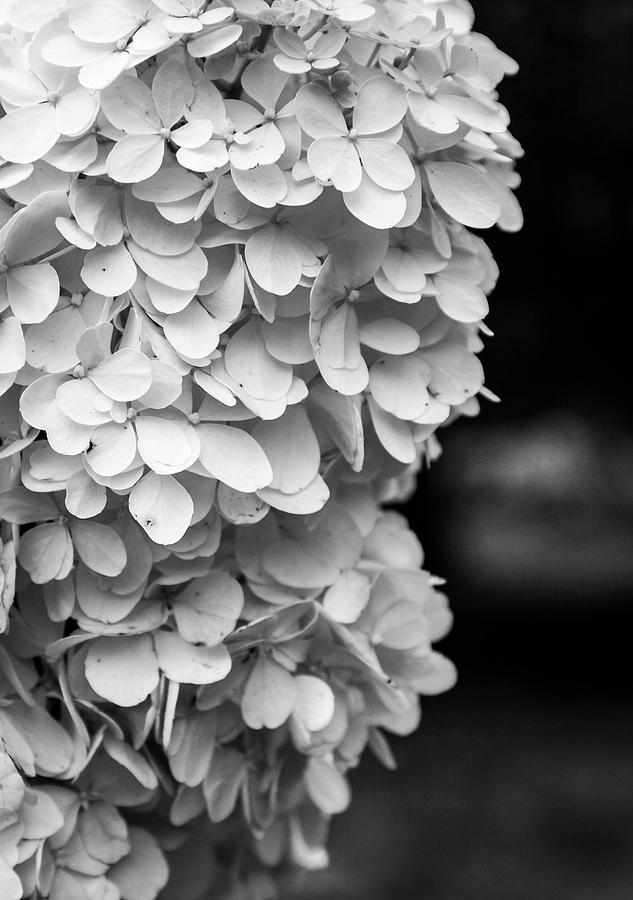 White Cluster of Flowers Photograph by Brian Bishop