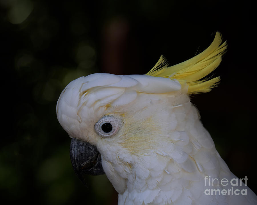 White Cockatoo at Sarasota Jungle Gardens Photograph by L Bosco