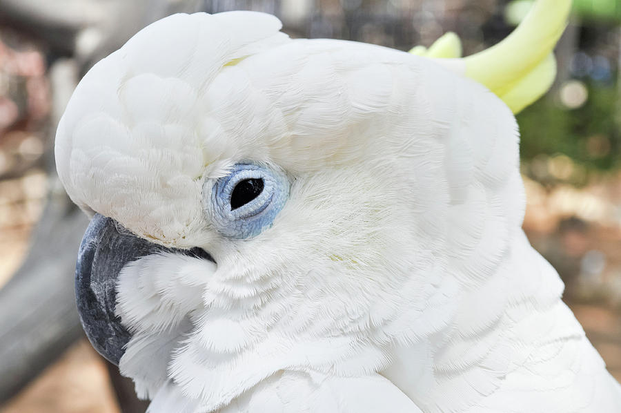 White Cockatoo Bird Photograph by Kyle Hanson
